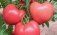 Новые розовоплодные гибриды томатов Приднестровского НИИ - agroexpert.md