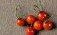 Сорт помидоров черри «томберри жемчуг» самый маленький в мире - agroexpert.md