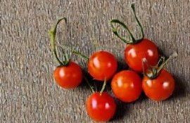 Сорт помидоров черри «томберри жемчуг» самый маленький в мире - agroexpert.md