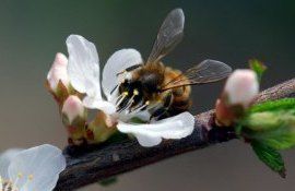 Cтепень опыления культуры позволит получить больший урожай - agroexpert.md
