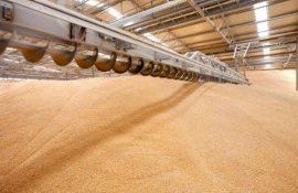 Амбары полны зерна а счета пусты у румынских фермеров - agroexpert.md