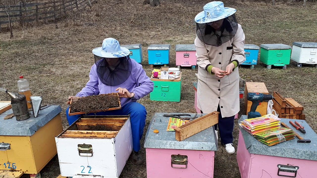 Calendarul apicultorului - agroexpert.md