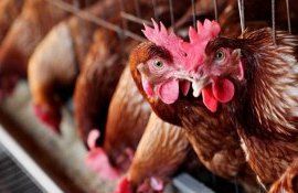 gripa aviară oameni infecție - AgroExpert.md