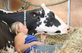 Голштинская корова установила новый рекорд - agroexpert.md