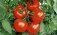 Турция запрещает экспорт томатов - agroexpert.md