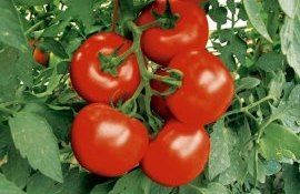 Турция запрещает экспорт томатов - agroexpert.md