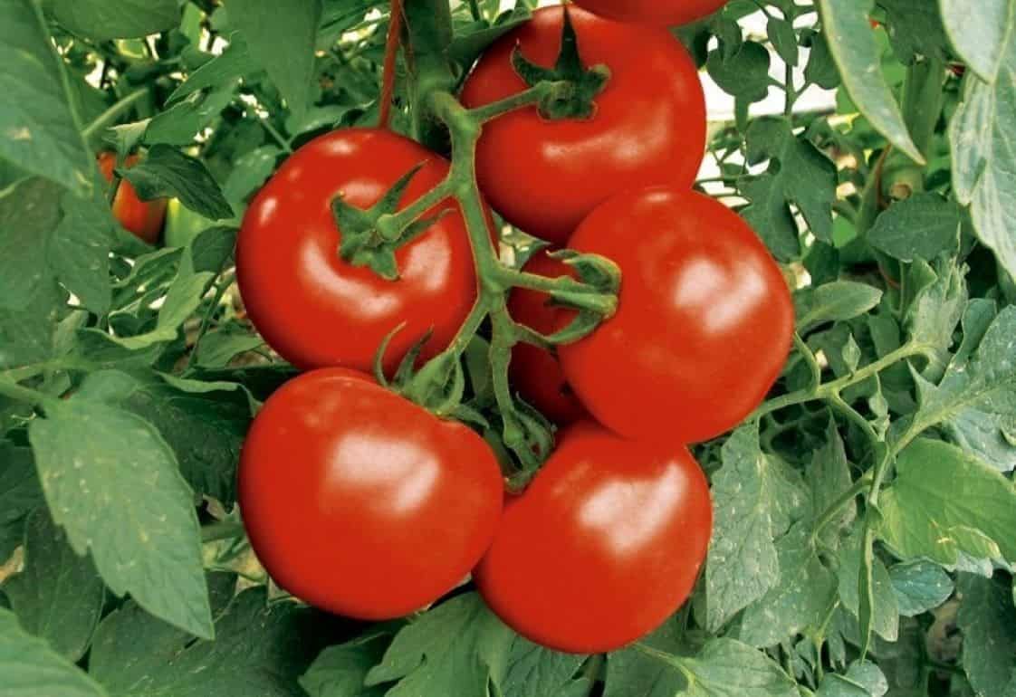Турция запрещает экспорт томатов - agroexpert.md