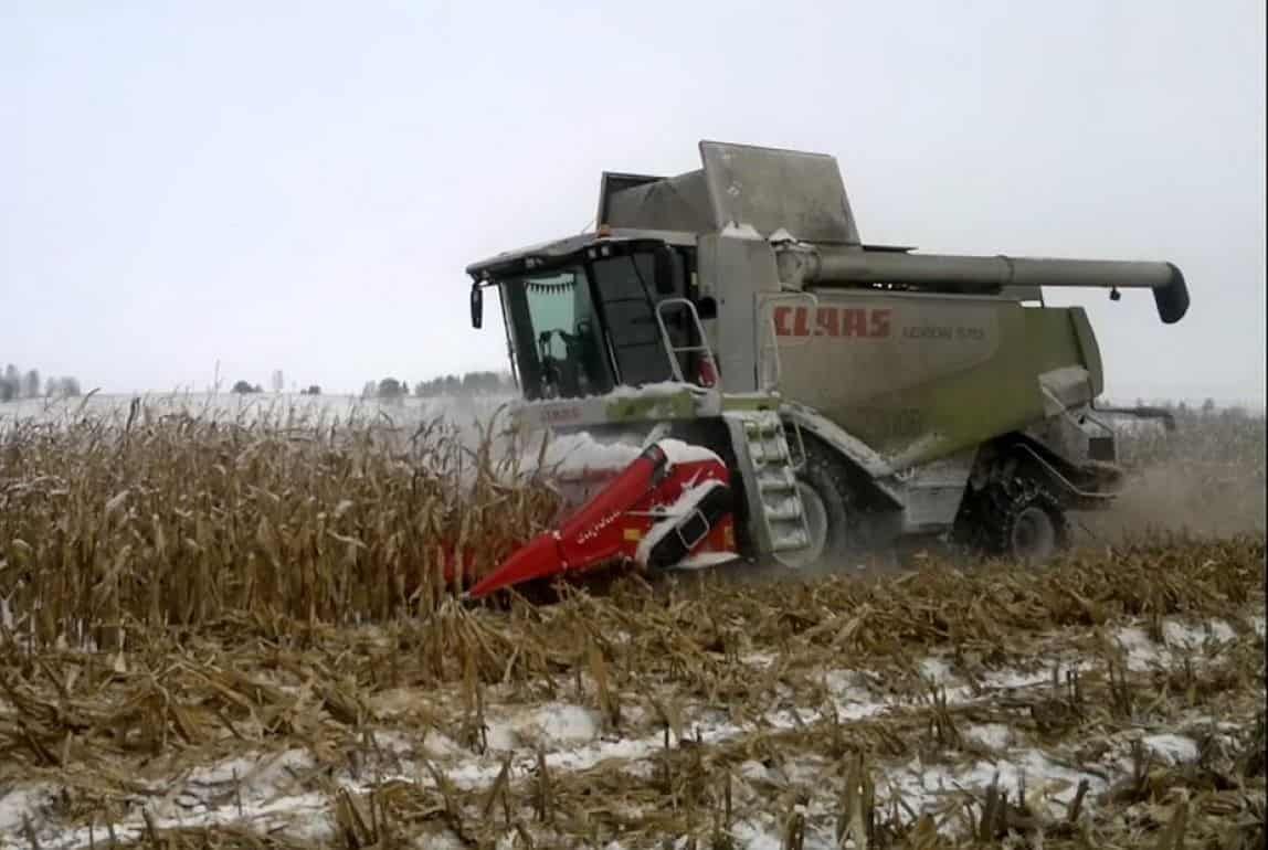 В Украине уборка кукурузы еще продолжается - agroexpert.md
