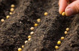 semințe Marea Britanie - AgroExpert.md