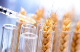 В Бразилии разрешено выращивание ГМ пшеницы - agroexpert.md
