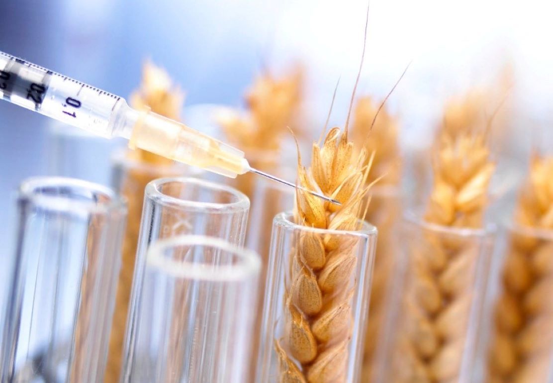 В Бразилии разрешено выращивание ГМ пшеницы - agroexpert.md