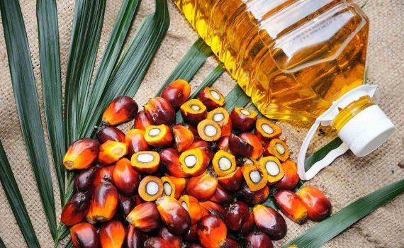 consum ulei de palmier - agroexpert.md