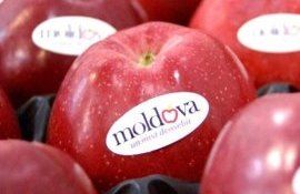 Февральские объемы экспорта молдавского яблока - agroexpert.md