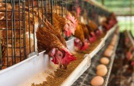 export de carne și ouă - agroexpert.md