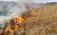 interzicerea arderii frunzelor și a resturilor vegetale - agroexpert.md