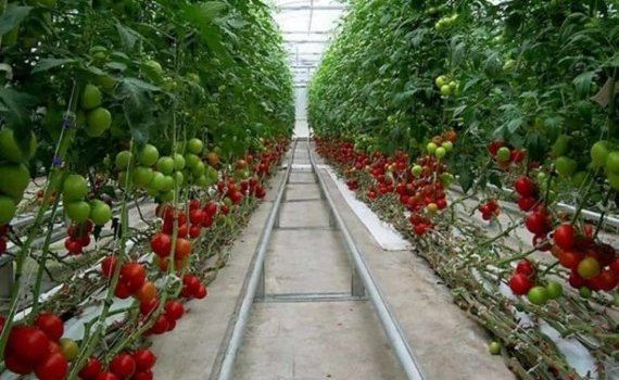 Запрет на экспорт турецких помидоров снят - agroexpert.md 