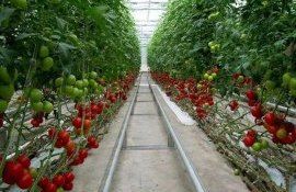 Запрет на экспорт турецких помидоров снят - agroexpert.md 