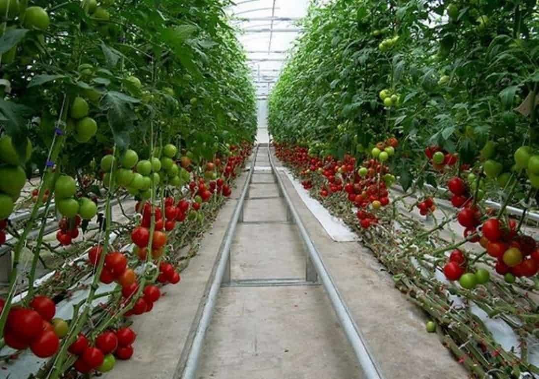 Запрет на экспорт турецких помидоров снят - agroexpert.md 