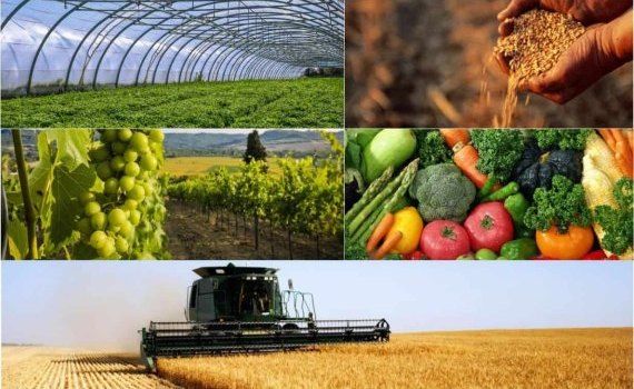Украина открывает 27 новых рынков для агропродукции - agroexpert.md