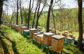 pașaportului stupinei - agroexpert.md