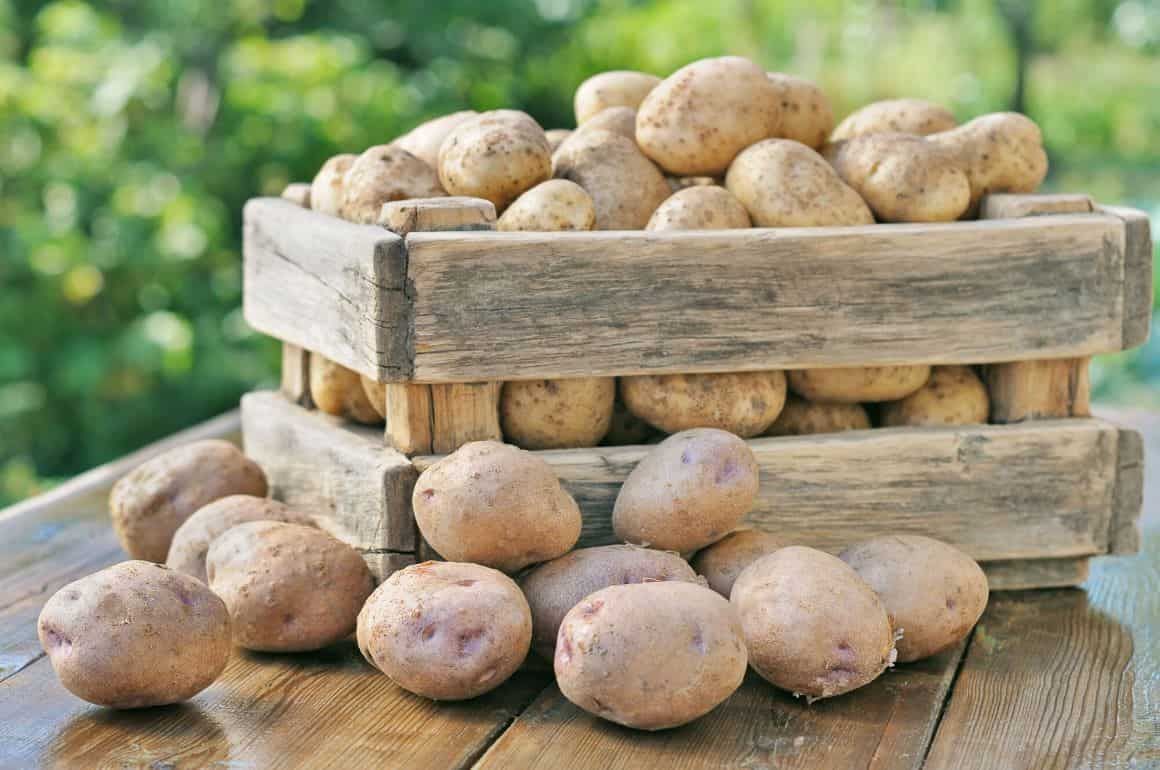 Динамика цен картофеля в Молдове - agroexpert.md  