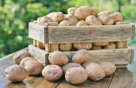 Динамика цен картофеля в Молдове - agroexpert.md  