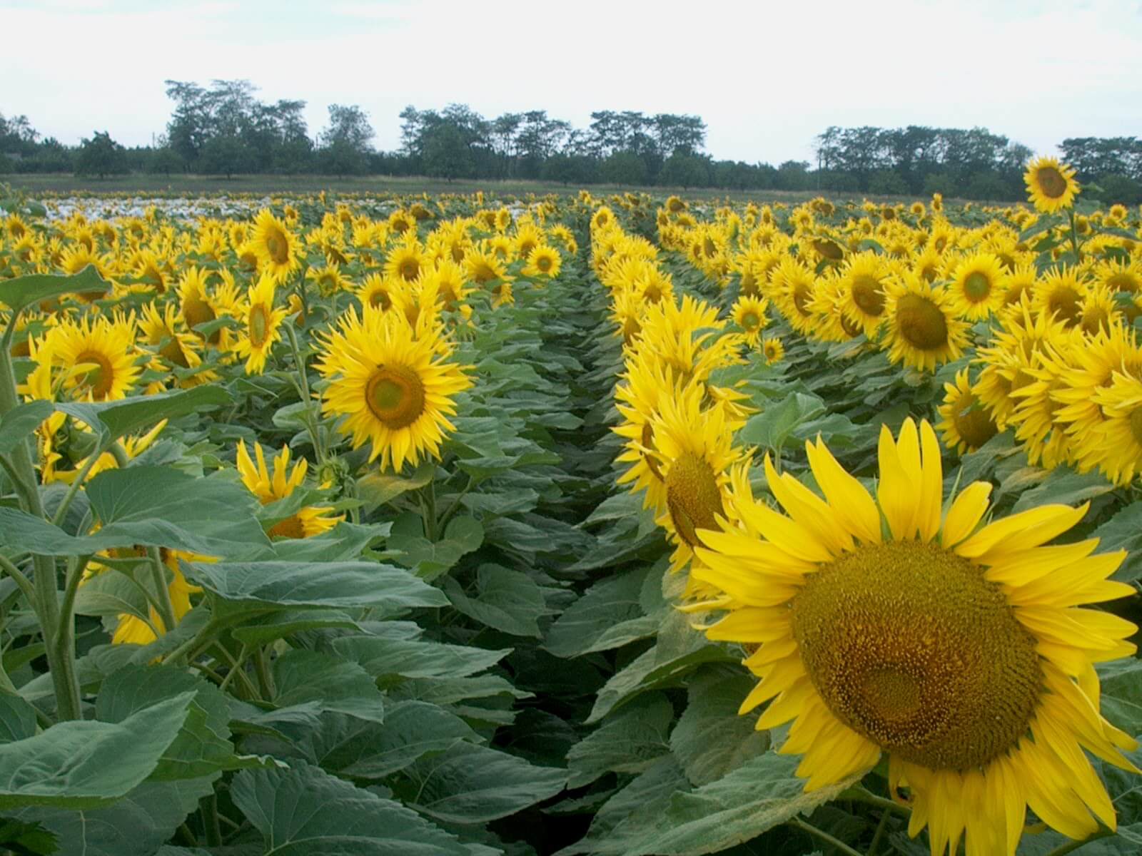 porumb floarea soarelui fermieri - AgroExpert.md