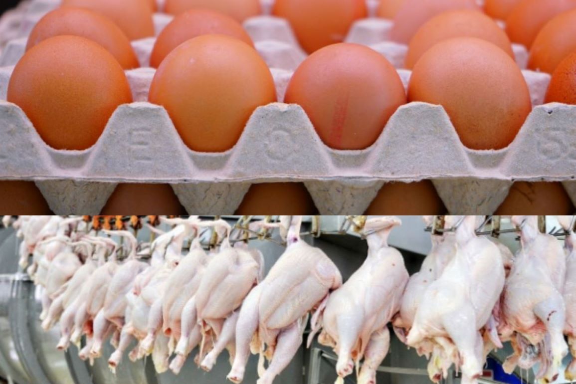 Молдове разрешен экспорт куриного мяса и яиц в ЕС - 