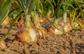 ceapă import Ucraina - AgroExpert.md