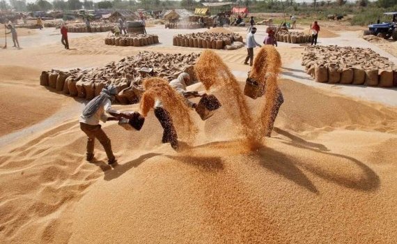 Страны Африки расширяют закупки пшеницы из России - agroexpert.md  