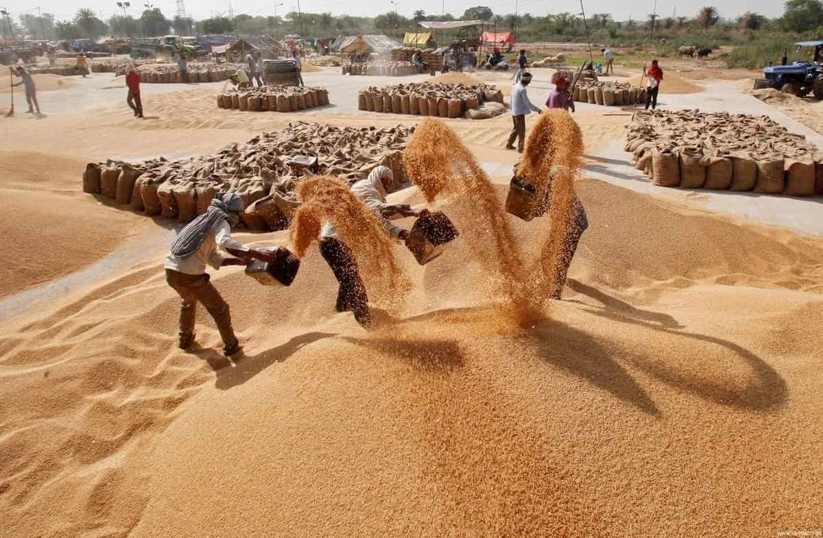 Страны Африки расширяют закупки пшеницы из России - agroexpert.md  