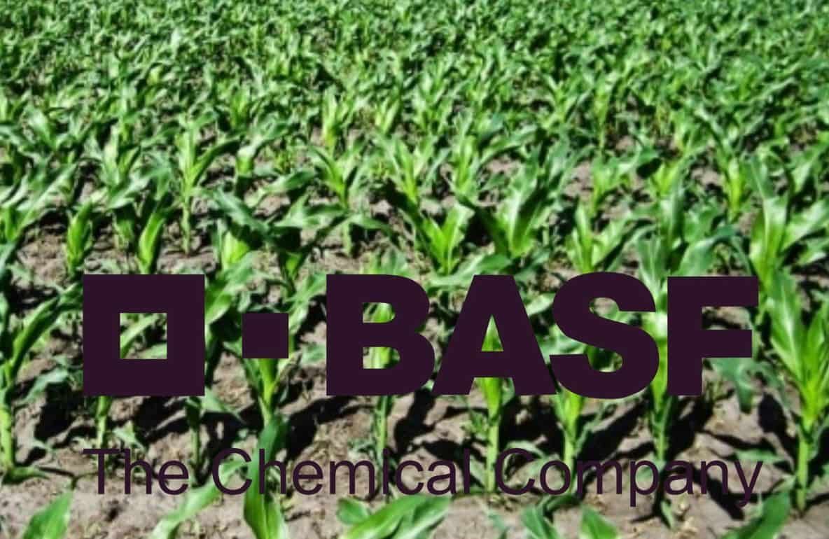 BASF представляет гербицид в твердой капсуле для кукурузы - agroexpert.md
