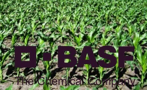 BASF представляет гербицид в твердой капсуле для кукурузы - agroexpert.md
