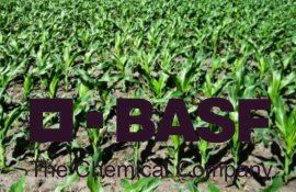 BASF представляет гербицид в твердой капсуле для кукурузы - agroexpert.md