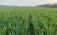 Нюансы обработки пшеницы фунгицидами - agroexpert.md