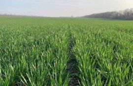 Нюансы обработки пшеницы фунгицидами - agroexpert.md