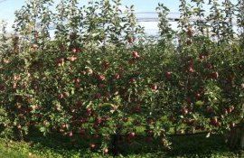 Форма кроны деревьев может сократит применение пестицидов на 20% - agroexpert.md