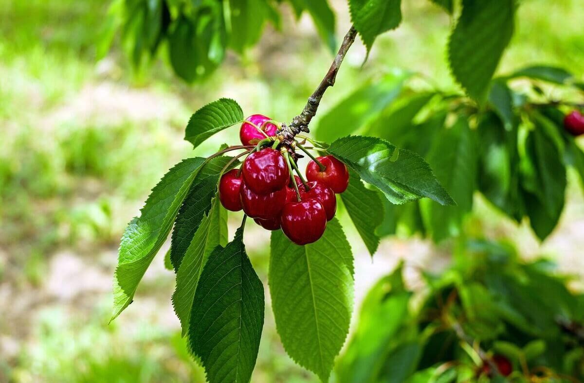 îngrășăminte cireș - agroexpert.md