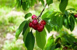 îngrășăminte cireș - agroexpert.md