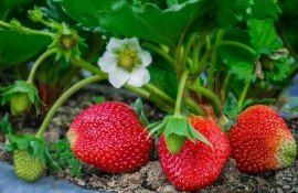 Выяснилось, как пестициды влияют на вкус клубники - agroexpert.md