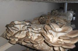 compost ciuperci fermieri - AgroExpert.md