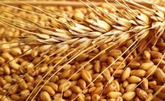 Российский экспорт пшеницы в марте может стать рекордным - agroexpert.md