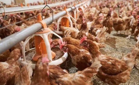 Тренд на бесклеточное производство куриных яиц  - agroexpert.md