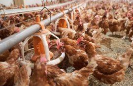 Тренд на бесклеточное производство куриных яиц  - agroexpert.md