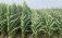  Система Preceon для выращивания кукурузы от Bayer  - agroexpert.md