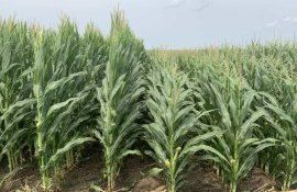  Система Preceon для выращивания кукурузы от Bayer  - agroexpert.md