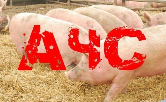 В Мэшкэуць выявлена вспышка африканской чумы свиней - agroexpert.md