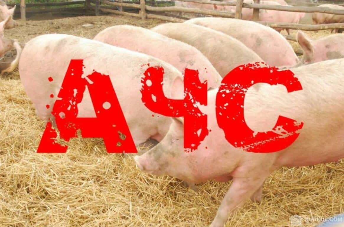 В Мэшкэуць выявлена вспышка африканской чумы свиней - agroexpert.md