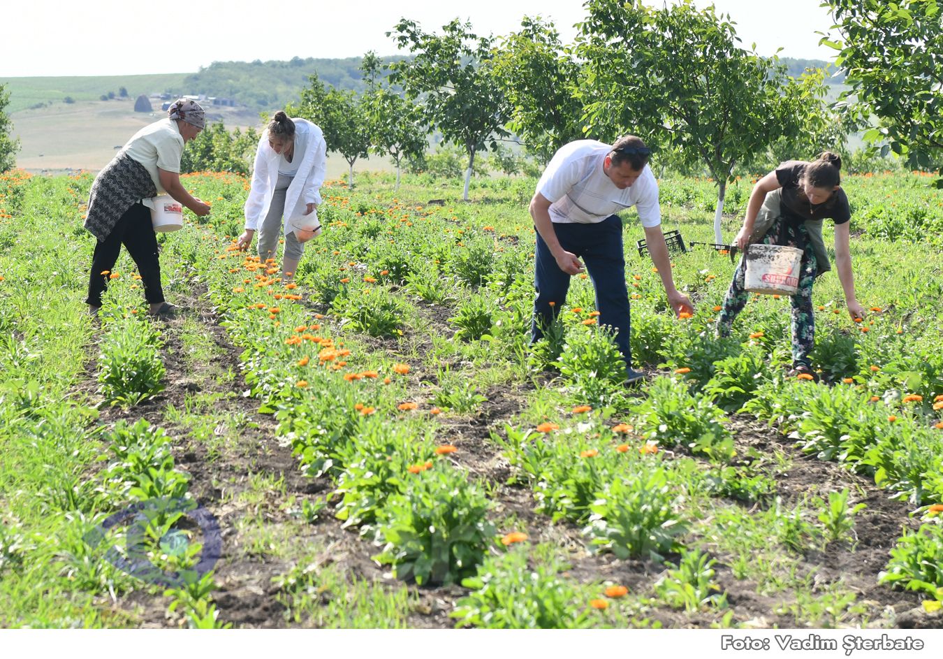 afaceri, fermeiri agricultură - AgroExpert.md