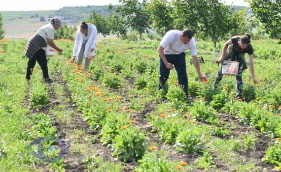 afaceri, fermeiri agricultură - AgroExpert.md